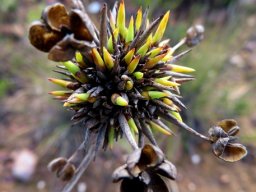 Bobartia orientalis subsp. orientalis fruiting