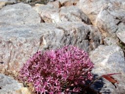 Hessea breviflora
