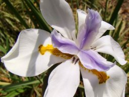Dietes grandiflora