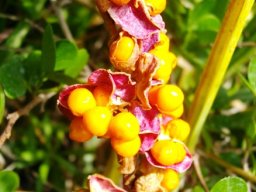 Chasmanthe aethiopica fruit display