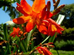 Crocosmia aurea in flower