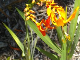 Crocosmia aurea