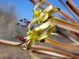 Crossyne flava flower profile