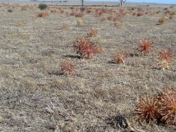 Crossyne flava, a stand on a Namaqualand plain