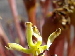 Crossyne flava flower