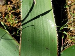 Crossyne flava leaf