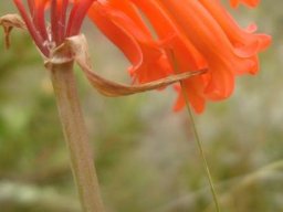 Cyrtanthus epiphyticus