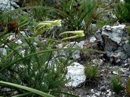 Cyrtanthus leucanthus