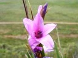 Dierama dracomontanum flower