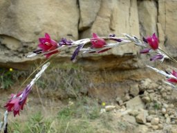 Dierama reynoldsii