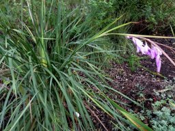 Dierama pendulum tussock