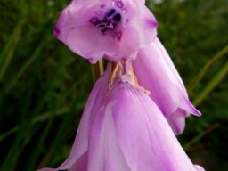 Dierama pendulum flowers