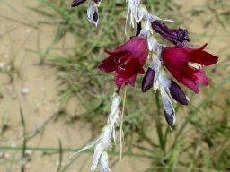 Dierama reynoldsii flowers