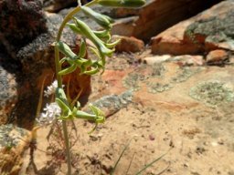 Dipcadi brevifolium