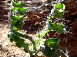 Dipcadi crispum