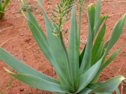 Dipcadi glaucum
