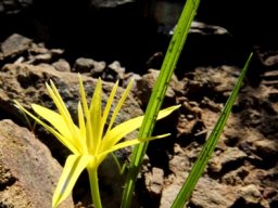 Empodium flexile leaves and fruit
