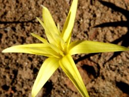 Empodium flexile flower