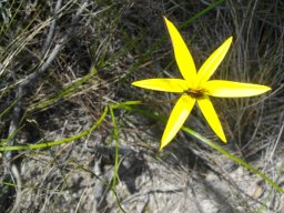 Empodium plicatum