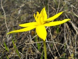 Empodium plicatum