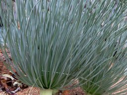 Gethyllis leaves