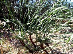 Gethyllis ballerinas!