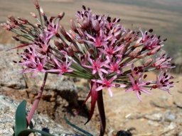 Hessea breviflora leaves and peduncle