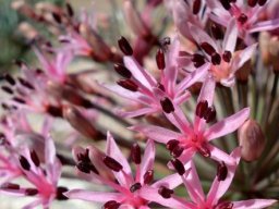 Hessea breviflora flowers