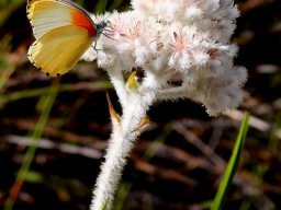 Lanaria lanata and butterfly
