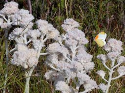 Lanaria lanata branched panicles