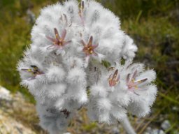 Lanaria lanata flowering in wool