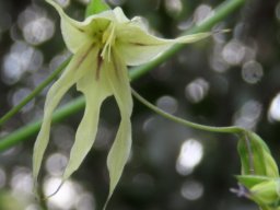 Melasphaerula graminea flying floral dragon