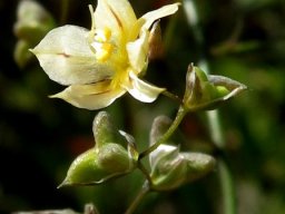 Melasphaerula graminea green fruit