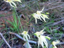Melasphaerula graminea wiry stems, spaced flowers