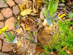 Merwilla plumbea bulb tunics in spring