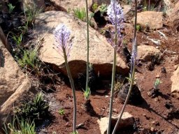Merwilla plumbea, blouslangkop