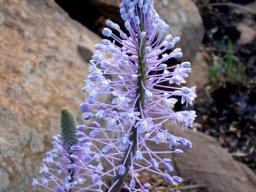 Merwilla plumbea flowers