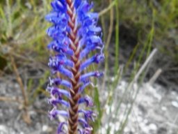 Micranthus junceus