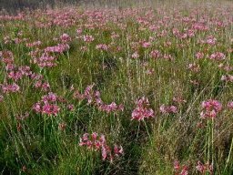 Nerine angustifolia