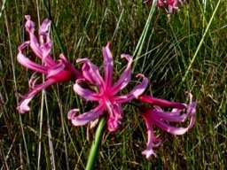 Nerine humilis flowers