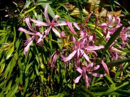 Nerine