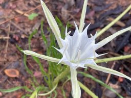 Pancratium tenuifolium spreading tepals