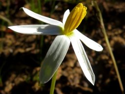 Pauridia serrata subsp. albiflora flower