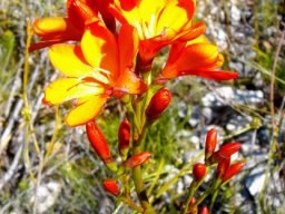 Pillansia templemannii