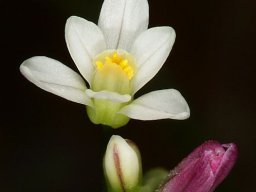 Prototulbaghia siebertii