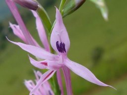 Radinosiphon leptostachya flower