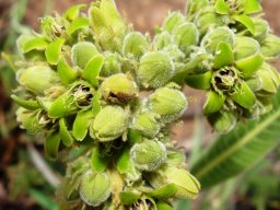 Raphionacme galpinii