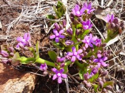 Raphionacme hirsuta