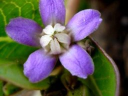 Raphionacme hirsuta flower