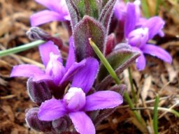 Raphionacme hirsuta flowers